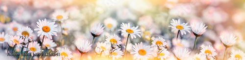 An idyllic spring meadow carpeted with soft, radiant daisies in full glory