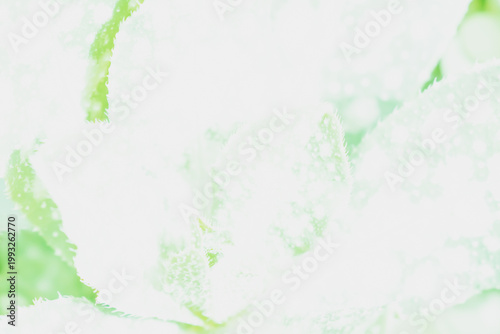 An ethereal, high-key macro shot of mint green leaves bathed in bright white light. This airy, minimalist abstraction evokes freshness, purity, and organic beauty