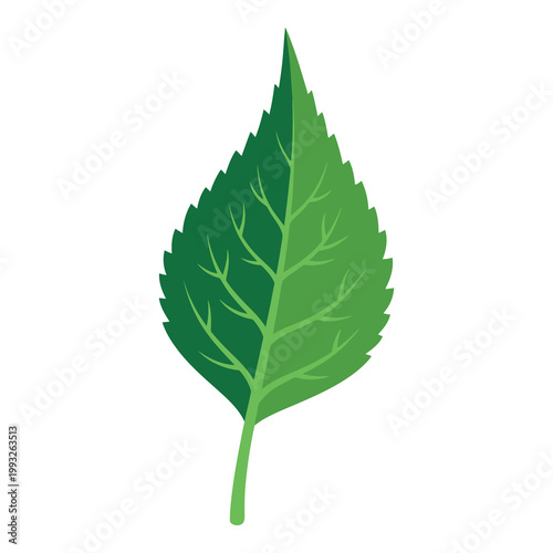 Green leaf with serrated edges and visible veins on white background icon
