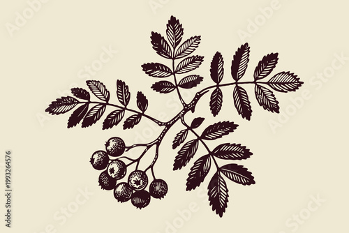 Hand-drawn botanical sketch of a berry branch with clustered leaves and fruits in vintage ink style on a beige background, concept of nature