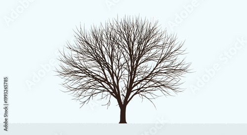 bare tree, winter tree, leafless tree, tree silhouette, vector tree