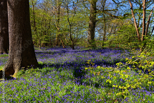 A carpet of Bluebells in full bloom on the floor of woodlands in Kent England UK