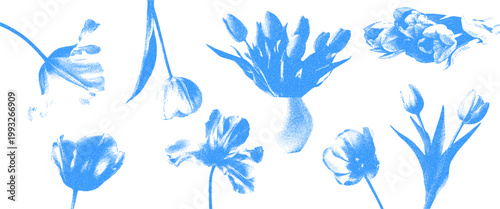 Blue cyanotype bouquets of tulips elements set.  Photocopy effect. Stipple texture in the form of vector points isolated on transparent background.