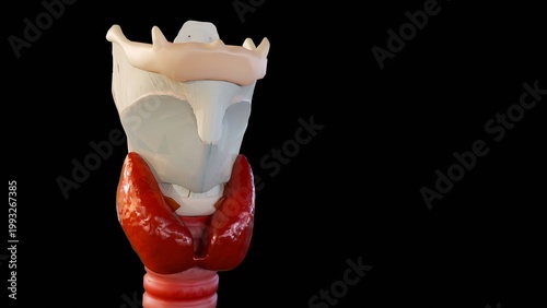 Fotografía 3d rendering of the human respiratory system, showing the larynx, thyroid gland, and trachea