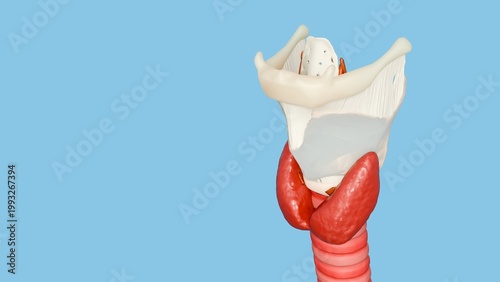 Fotografie 3d rendering of the human respiratory system, showing the larynx, thyroid gland, and trachea