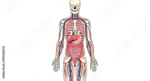 Human Anatomy Circulatory System and Organs Detailed Illustration.
