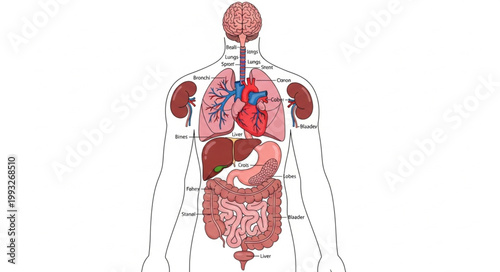 Anatomical illustration of the human bodys internal organs.