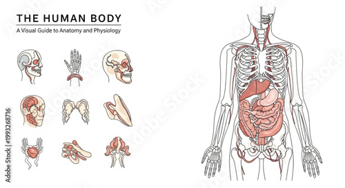 Detailed illustration of the human body and internal organs.