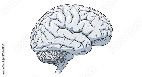 Detailed illustration of the human brain showing intricate details.