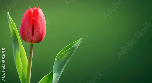 Red tulip flower with green leaves against a blurred green background, showcasing its vibrant color and delicate petals in a natural setting