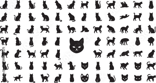 Cute Cat Portrait with Soft Fur and Adorable Expression on a Clean Background