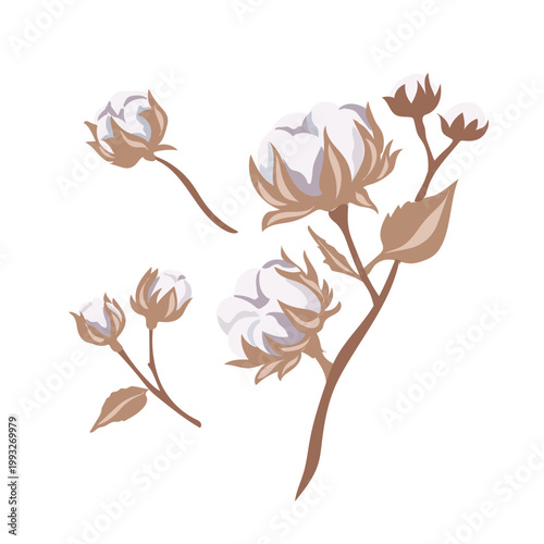Vector illustration for hand-drawn dried cotton flowers isolated on a white background. Vector collection with hand-drawn dried cotton flowers isolated on a white background. Hand-drawn cotton branch 