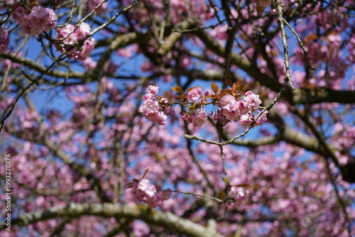 Japanische Blütenkirsche Kanzan mit rosa Blüten vor blauem Himmel