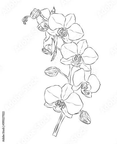 Doodle hand-drawn icon set, outline drawing of an orchid branch, outline drawing of an orchid, vector design set, A Vector orchid line art, hand-painting design set, EPS format, outline drawing