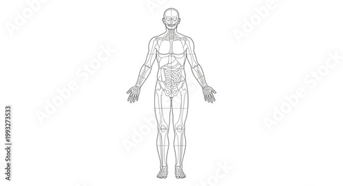 Human Anatomy Skeleton Muscular System Diagram.