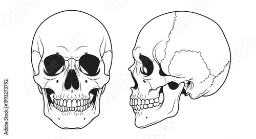 Human Skull Front and Side View Illustration.