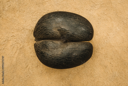 Top view of a textured coco de mer (Lodoicea maldivica) seed on ochre soil in Vallee de Mai, Praslin, Seychelles.
