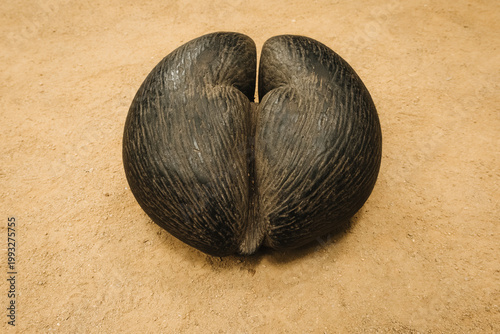 High-angle of a textured coco de mer (Lodoicea maldivica) seed on ochre soil in Vallee de Mai, Praslin, Seychelles.