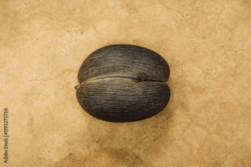 Top view of a coco de mer (Lodoicea maldivica) seed on ochre soil in Vallee de Mai, Praslin, Seychelles.
