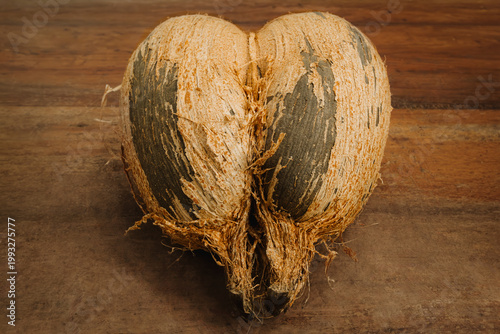 High-angle view of a coco de mer (Lodoicea maldivica) seed with a fibrous husk on a wood surface in Vallee de Mai, Praslin, Seychelles.