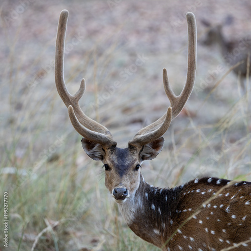 Tableau sur toile a portrait of a chital deer