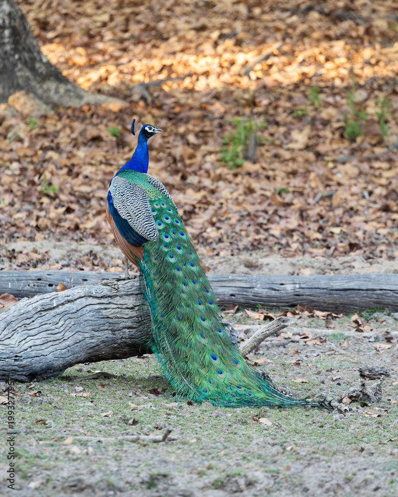 Fototapeta premium a peacock on a dead tree