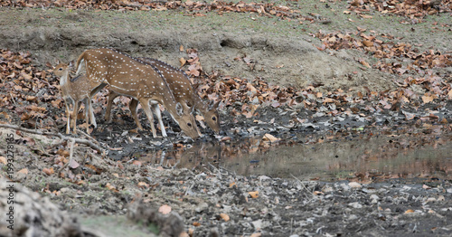Fotografija the chital deer drinking water