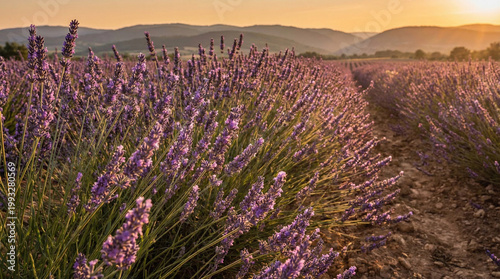 A vast lavender field in full bloom in a picturesq