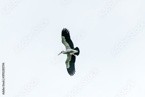 Asian open bill is flying on isolated blue sky