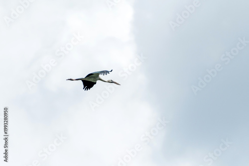 Asian open bill is flying on isolated blue sky