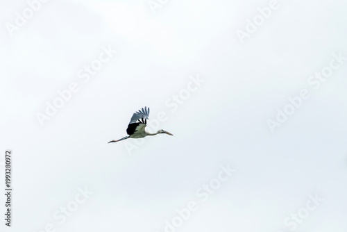 Asian open bill is flying on isolated blue sky