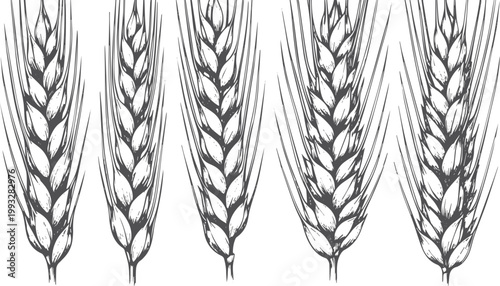Five hand drawn wheat stalks, black and white