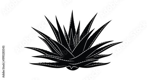 A striking black silhouette of an agave plant with sharp pointed leaves silhouette
