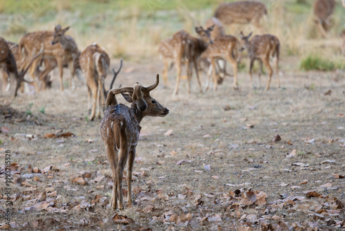Fotografija a chital deer with deformed horns