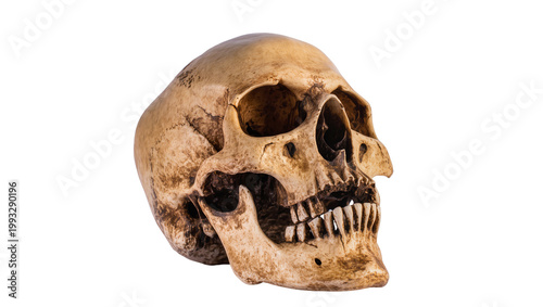 Obraz na płótnie Antique human skull with cracks and bone texture