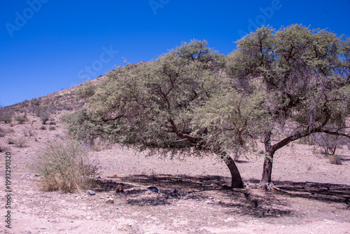 A solitary Acacia tree standing against the vast landscape of Namibia, its flat canopy silhouetted under the open sky of the African savanna.