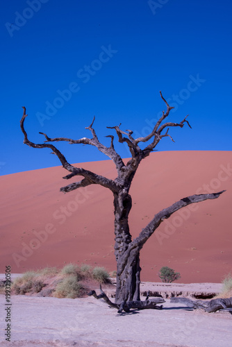 A solitary Acacia tree standing against the vast landscape of Namibia, its flat canopy silhouetted under the open sky of the African savanna.