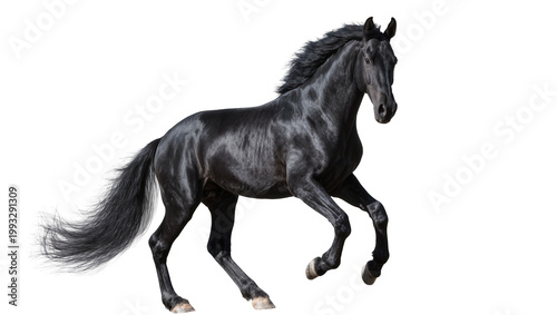 Tableau sur toile Dynamic Black Friesian Horse Galloping with Flowing Mane and Tail