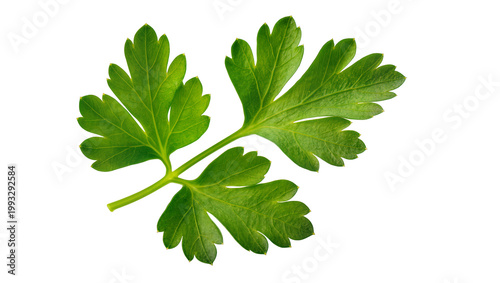 Vibrant green fresh parsley leaves with delicate stems and serrated edges