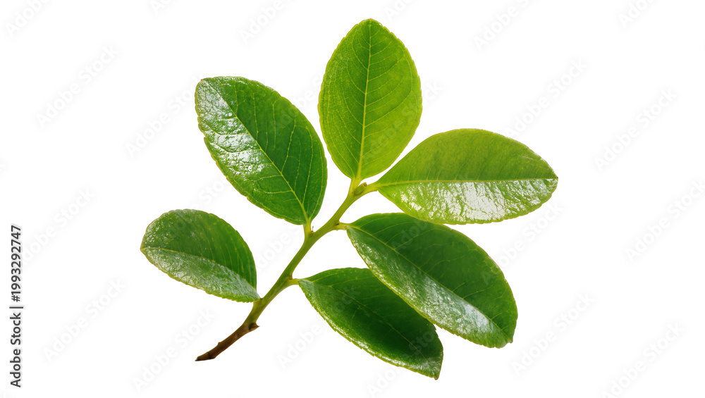 Fototapeta premium Vibrant green branch with five glossy leaves and brown stem