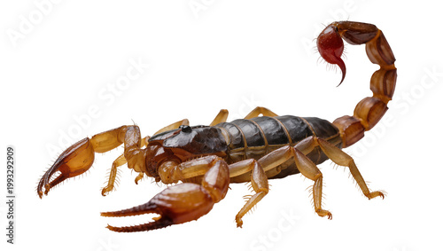 Photography Dark brown scorpion with red stinger and golden claws
