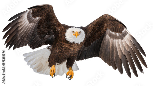 Majestic Bald Eagle Flying with Extended Wings and Sharp Gaze