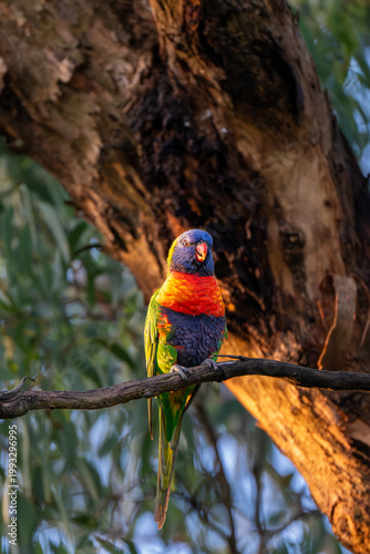Canvas-taulu Rainbow lorikeet perched on tree branch at golden hour