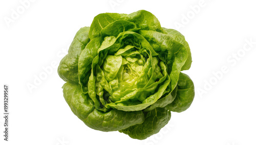 Crisp green butter lettuce head with ruffled leaves