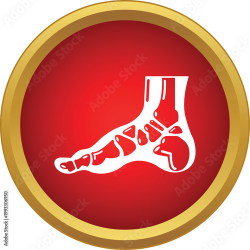 Human foot bones displaying internal skeletal structure for medical and orthopedic concepts