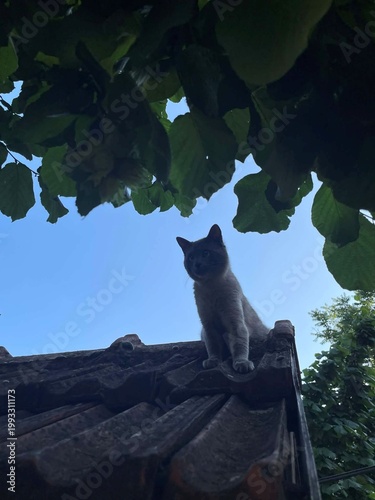 cat on the roof