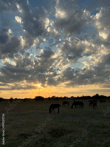sunset over the field with horses