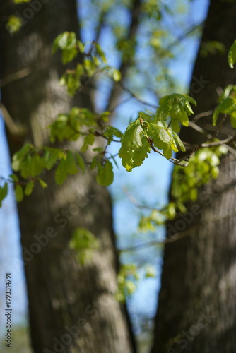 Frische hellgrüne Blätter einer Traubeneiche (Quercus petraea) vor Baumstämmen im Frühling