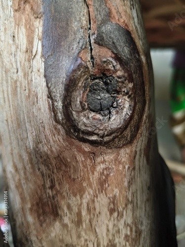 Close up of a natural tree knot in weathered wood bark