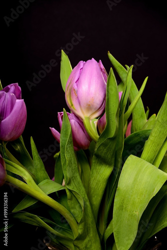 Tulips Macro